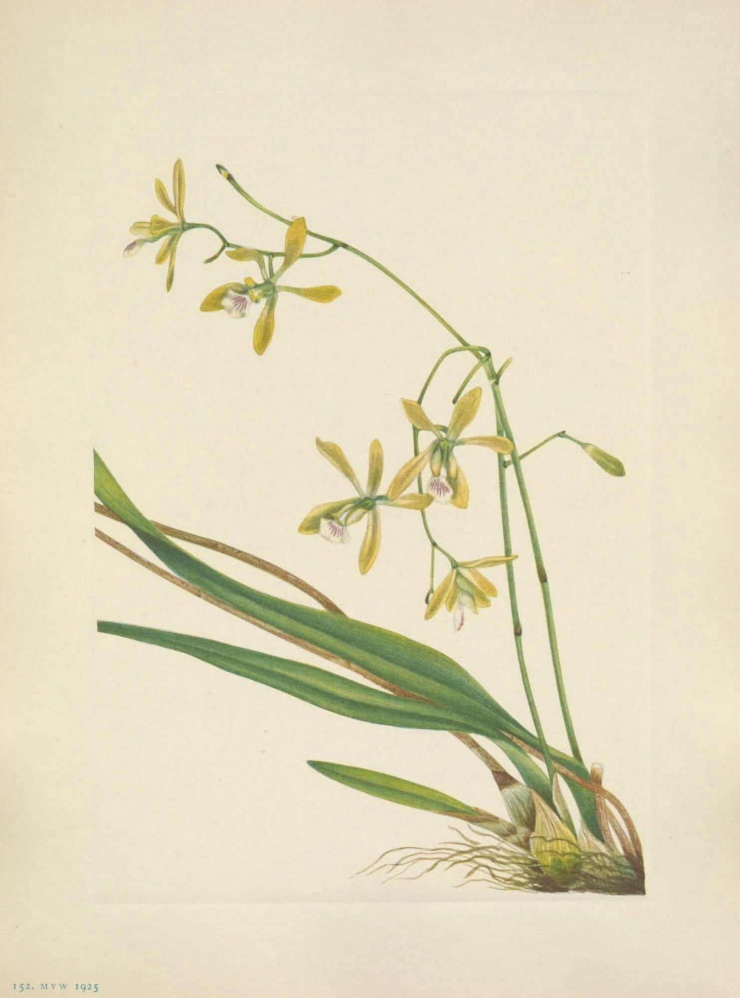 N American Wild Flowers 1925 Tampa Epidendrum Canvas Art - Mary V Walcott (24 x 36)