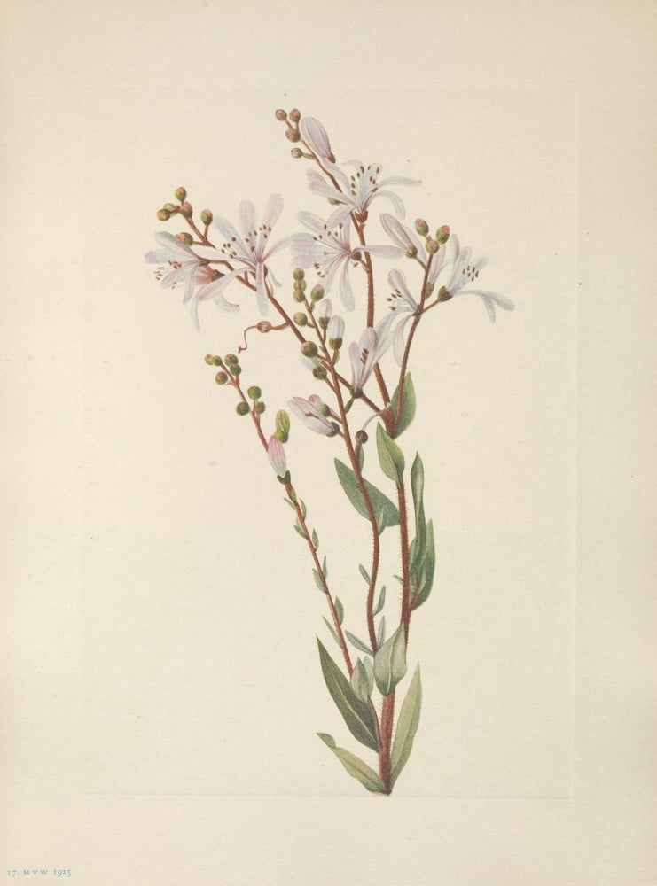 N American Wild Flowers 1925 Tarflower Canvas Art - Mary V Walcott (24 x 36)