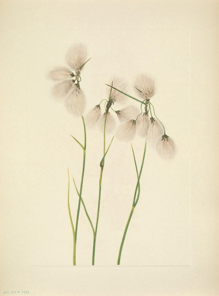 N American Wild Flowers 1925 Tassel Cottongrass Canvas Art - Mary V Walcott (18 x 24)