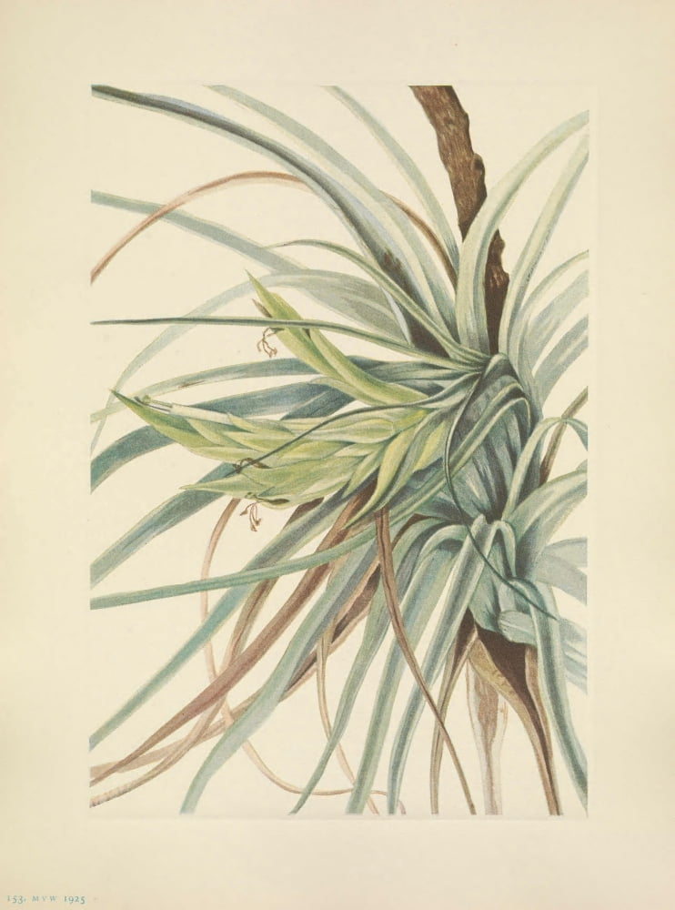 N American Wild Flowers 1925 Tillandsia Canvas Art - Mary V Walcott (18 x 24)