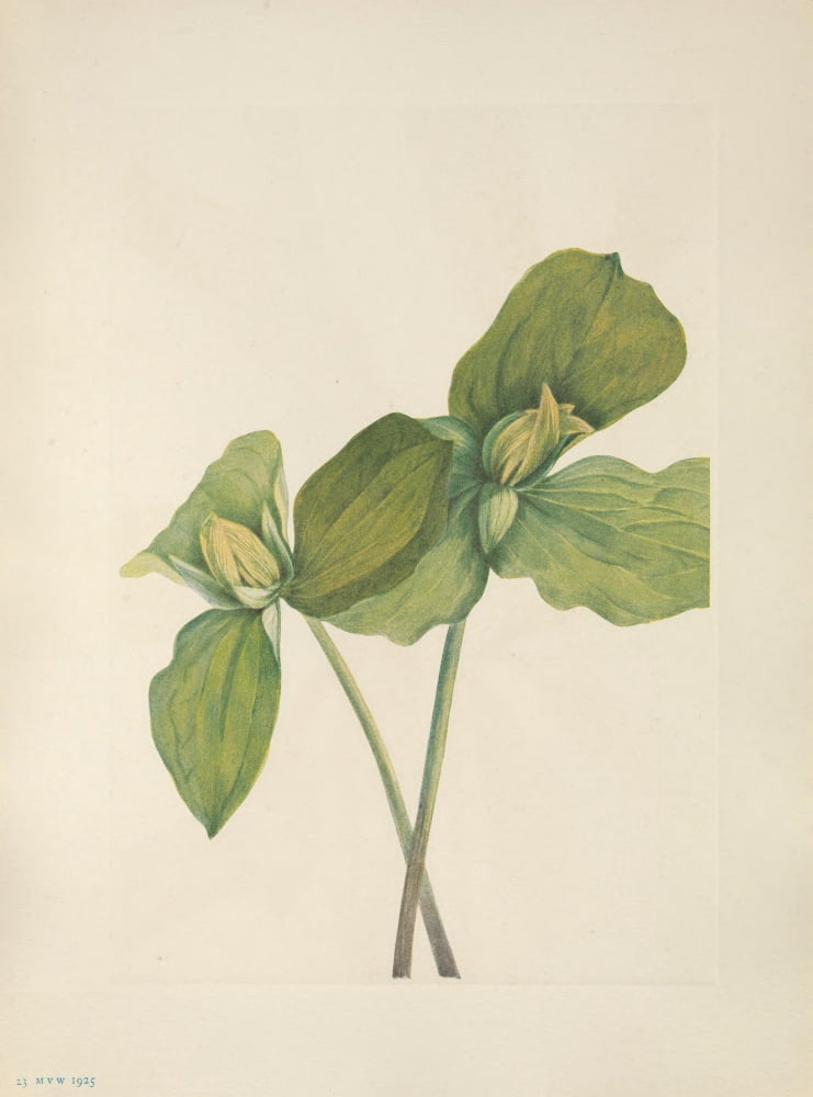 N American Wild Flowers 1925 Toad Trillium Canvas Art - Mary V Walcott (24 x 36)
