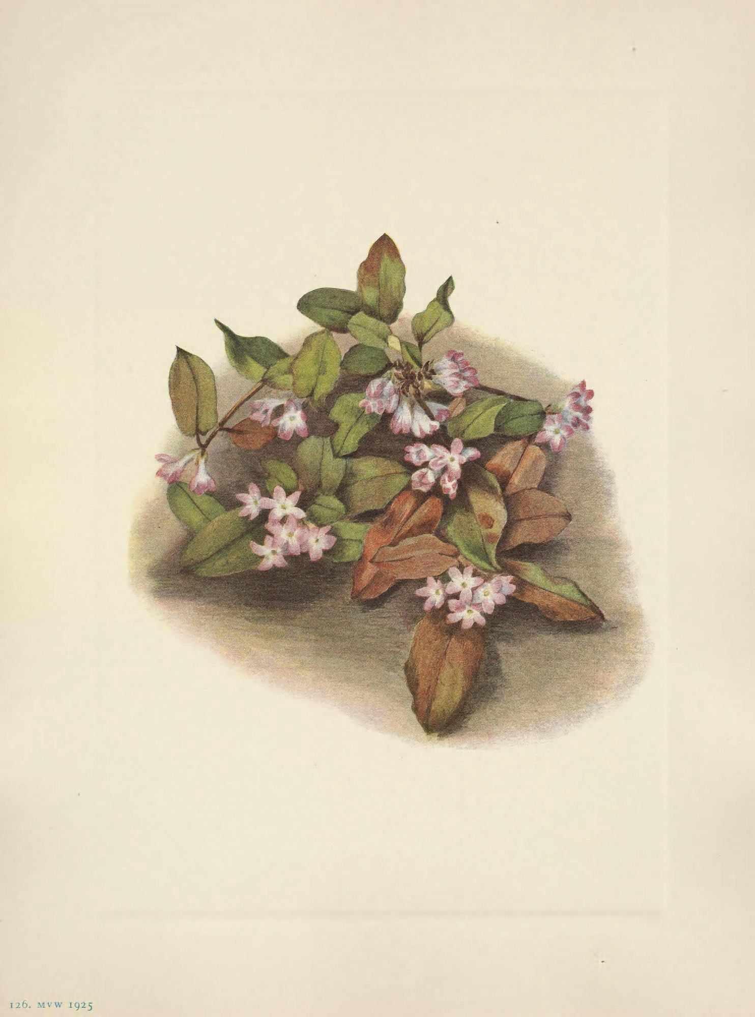 N American Wild Flowers 1925 Trailing Arbutus Canvas Art - Mary V Walcott (24 x 36)