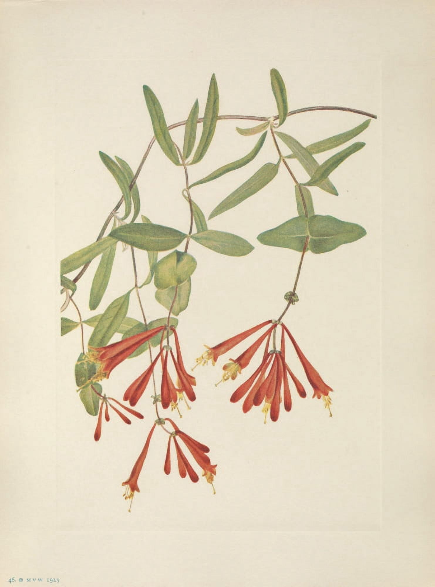 N American Wild Flowers 1925 Trumpet Honeysuckle Canvas Art - Mary V Walcott (18 x 24)
