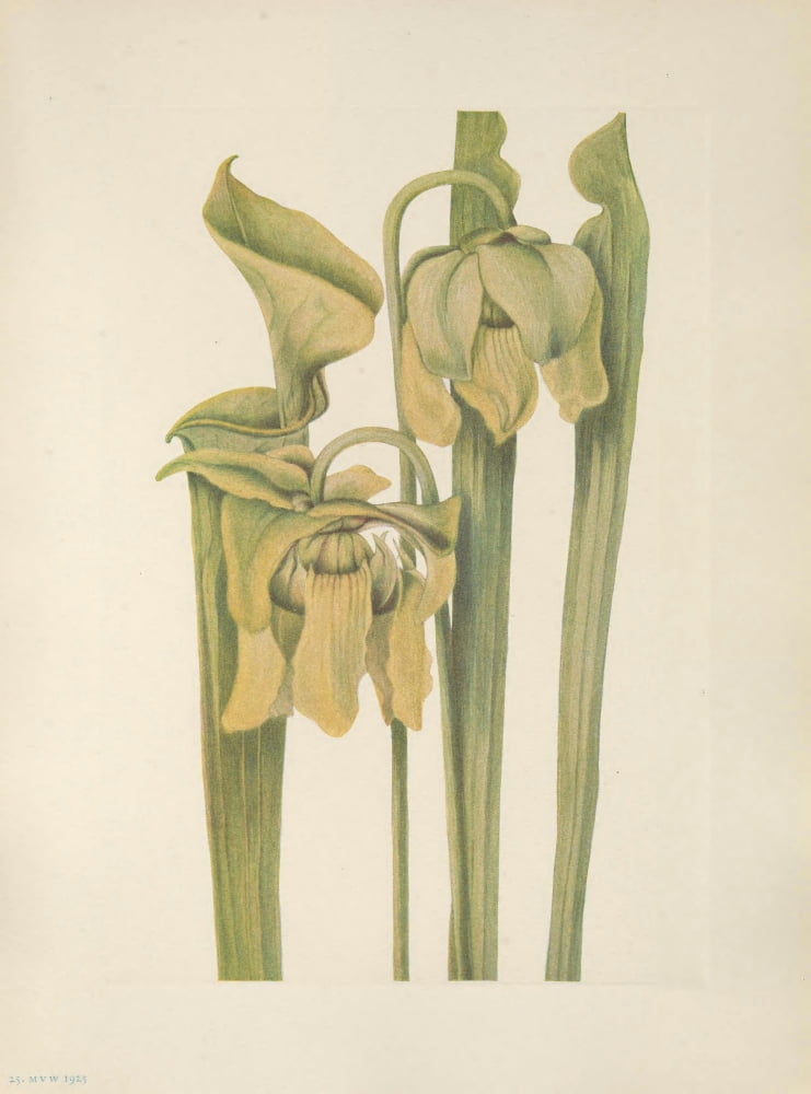 N American Wild Flowers 1925 Trumpetleaf Canvas Art - Mary V Walcott (18 x 24)