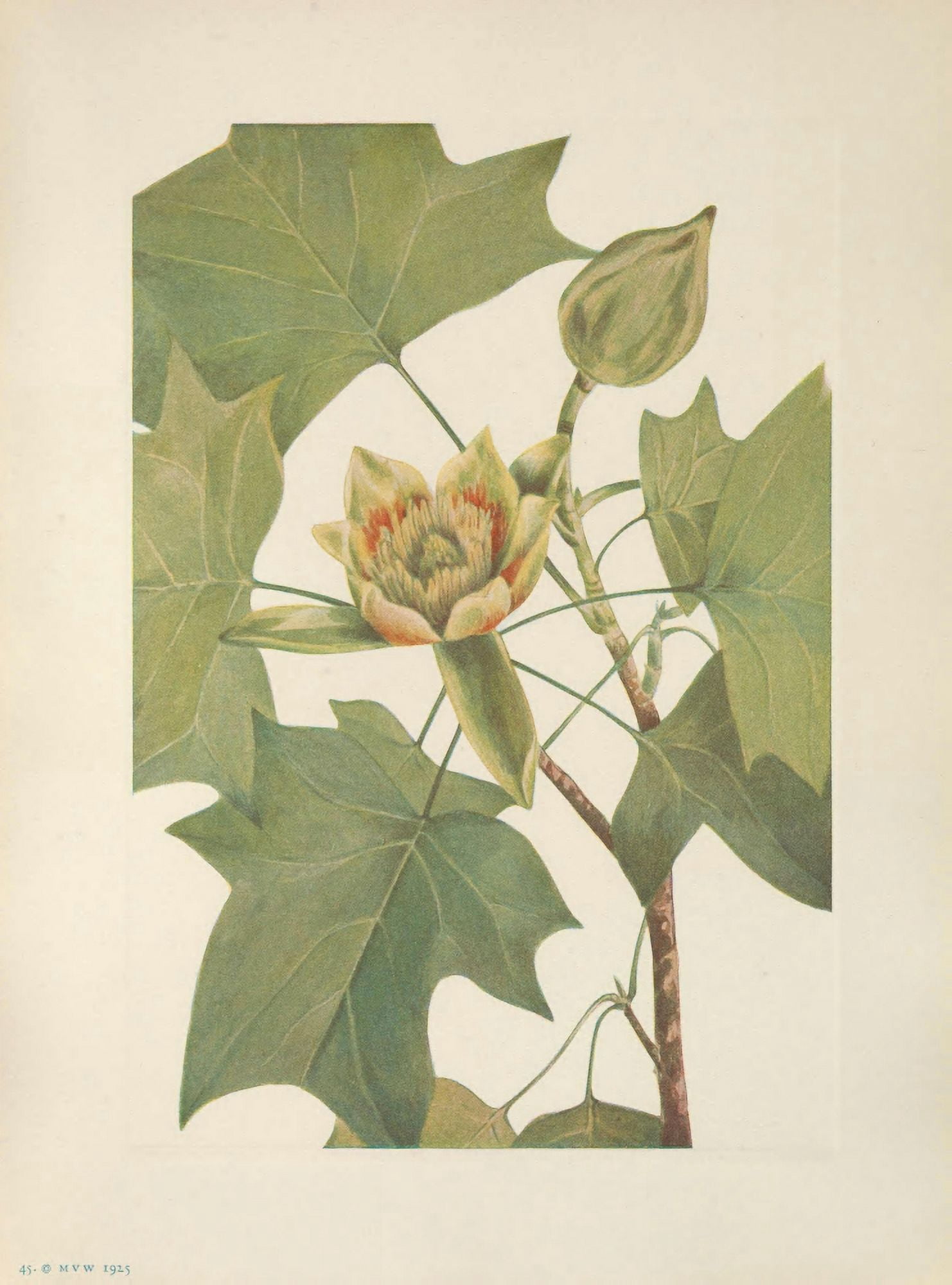 N American Wild Flowers 1925 Tuliptree Canvas Art - Mary V Walcott (24 x 36)
