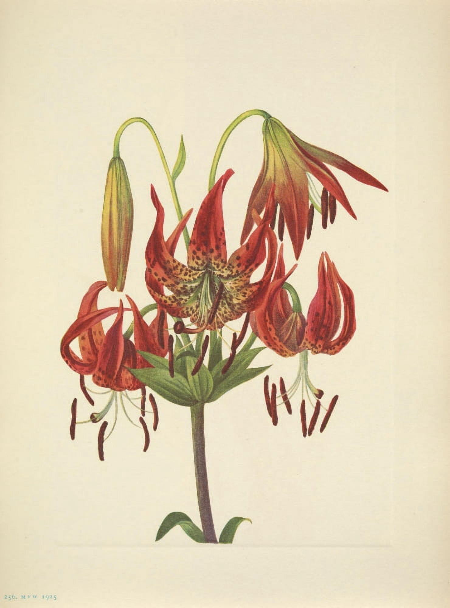 N American Wild Flowers 1925 Turkscap Lily Canvas Art - Mary V Walcott (18 x 24)