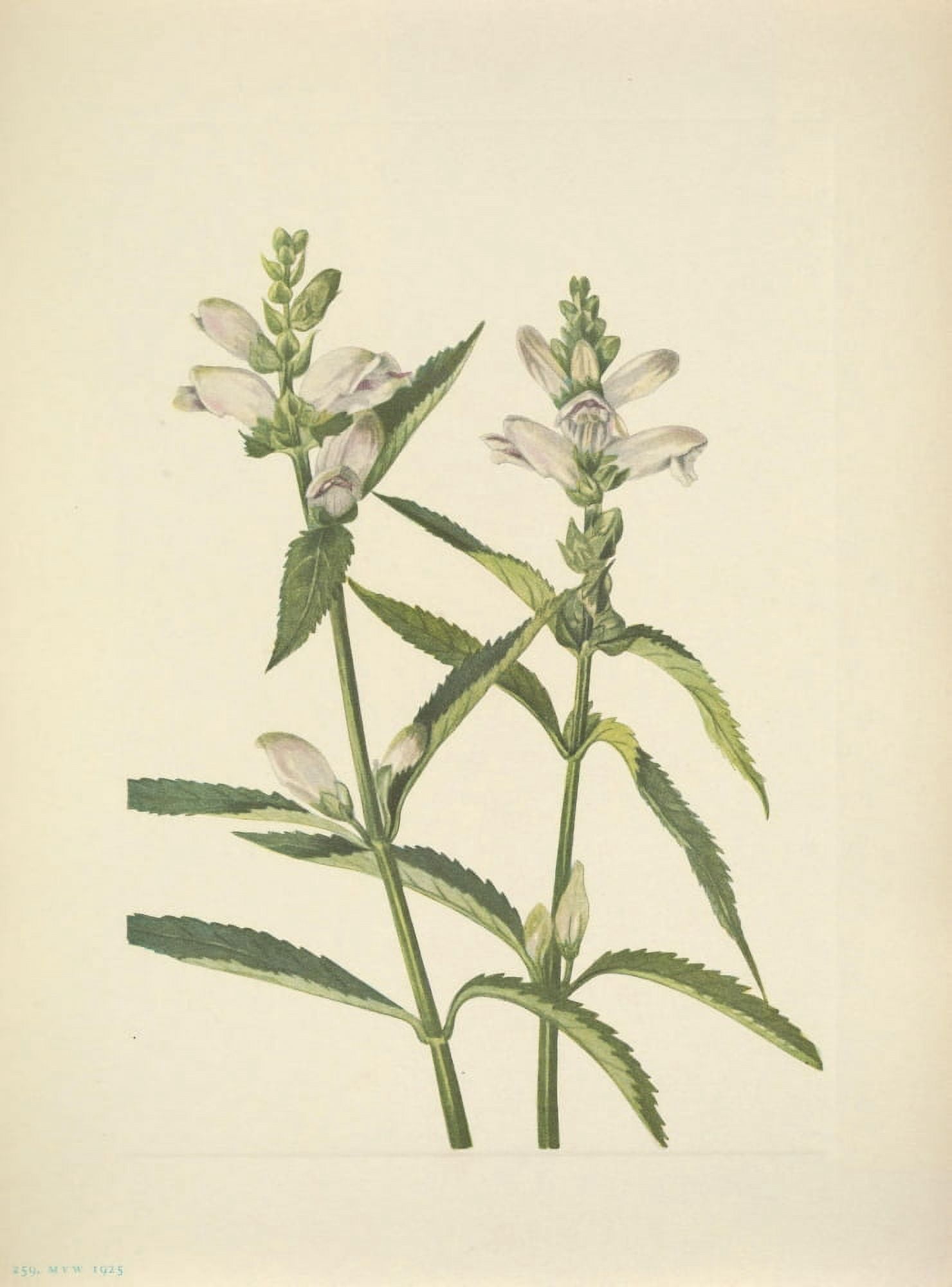 N American Wild Flowers 1925 Turtlehead Canvas Art - Mary V Walcott (18 x 24)