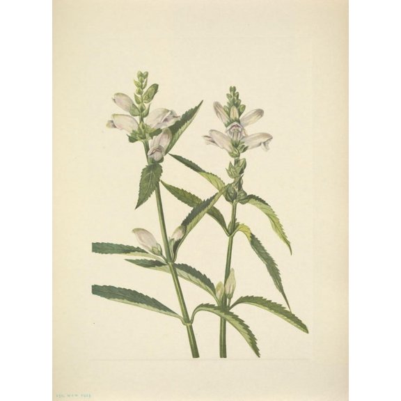 N American Wild Flowers 1925 Turtlehead Canvas Art - Mary V Walcott (18 x 24)