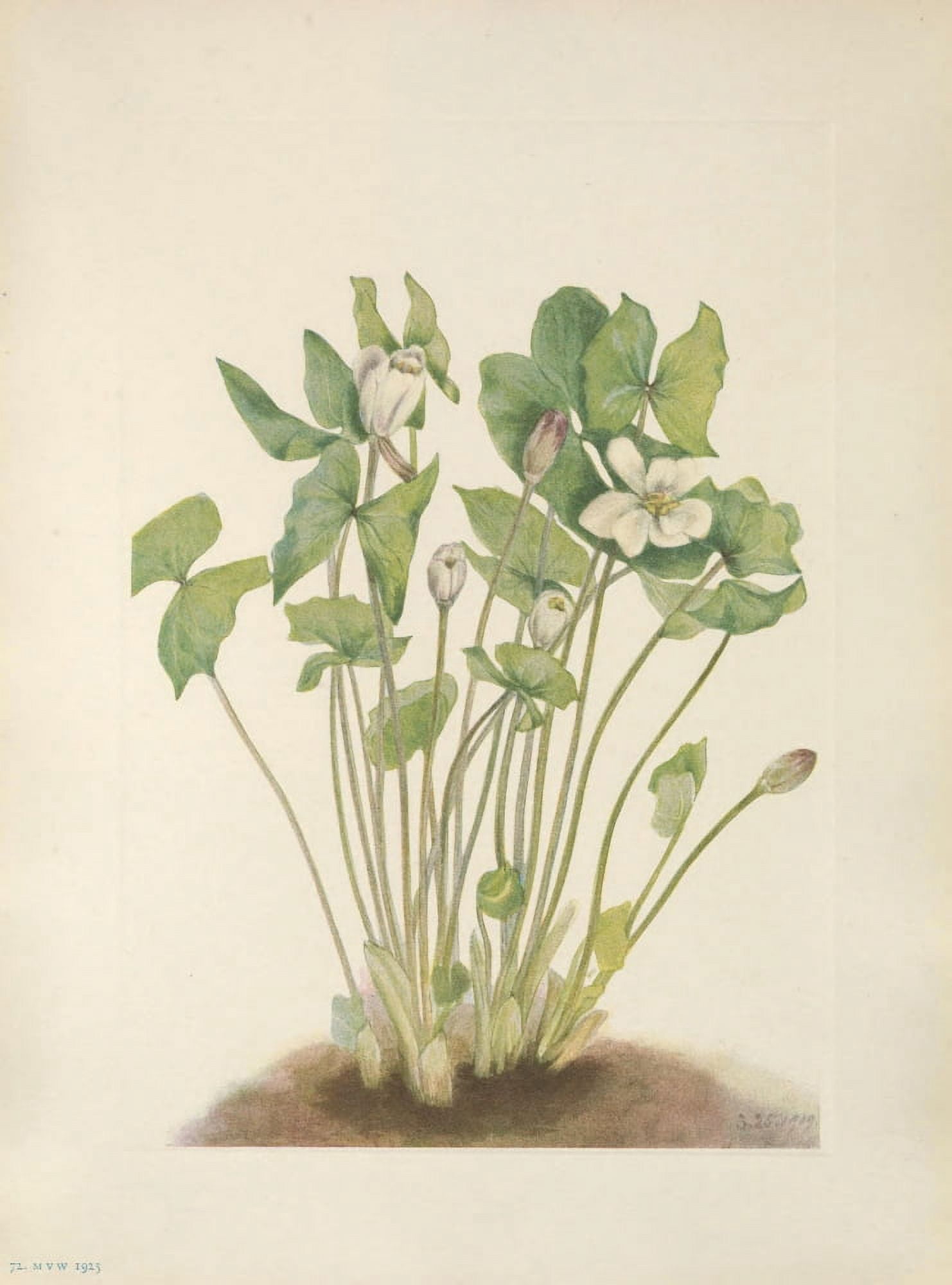 N American Wild Flowers 1925 Twinleaf Canvas Art - Mary V Walcott (24 x 36)