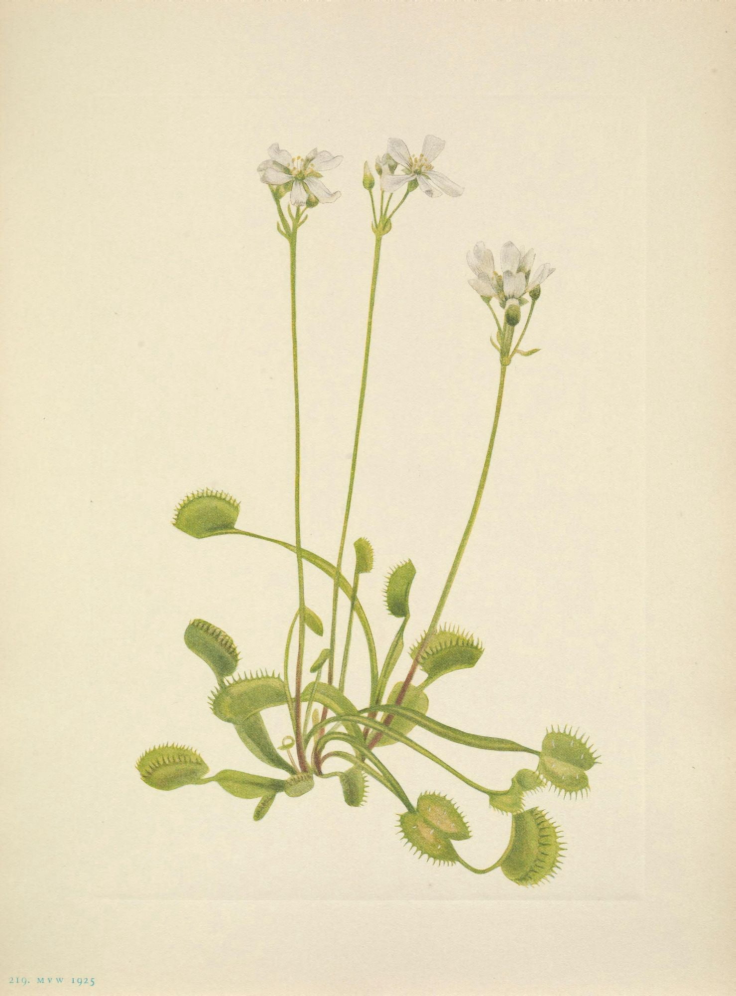 N American Wild Flowers 1925 Venus Flytrap Canvas Art - Mary V Walcott (24 x 36)