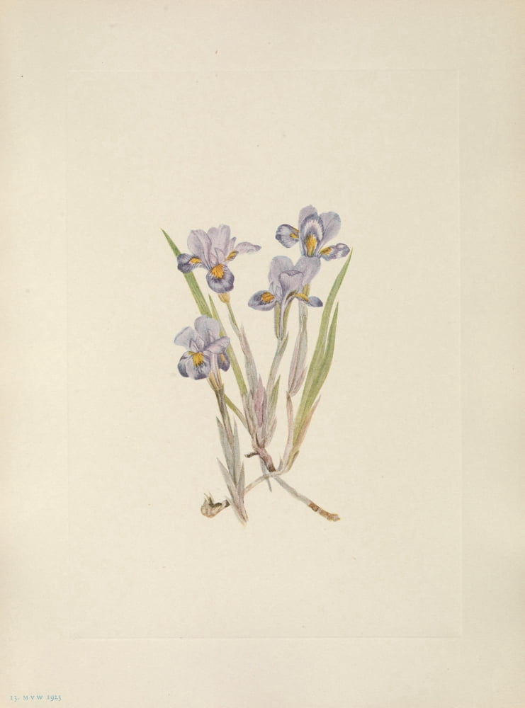 N American Wild Flowers 1925 Vernal Iris Canvas Art - Mary V Walcott (18 x 24)