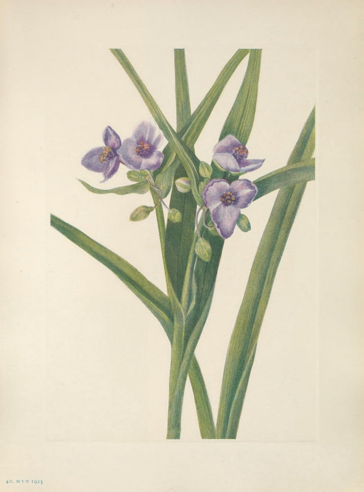 N American Wild Flowers 1925 Virginia Spiderwort Canvas Art - Mary V Walcott (18 x 24)