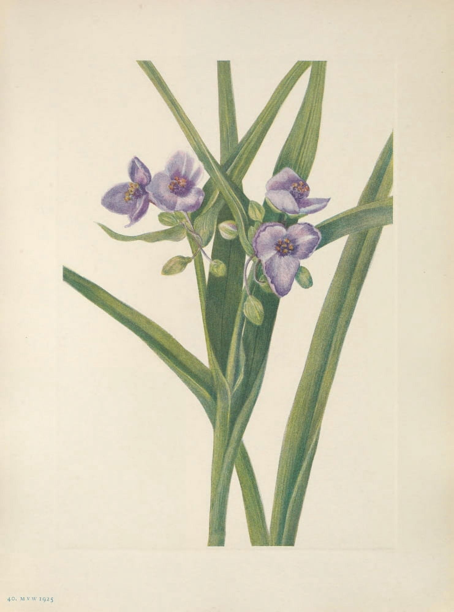 N American Wild Flowers 1925 Virginia Spiderwort Canvas Art - Mary V Walcott (24 x 36)