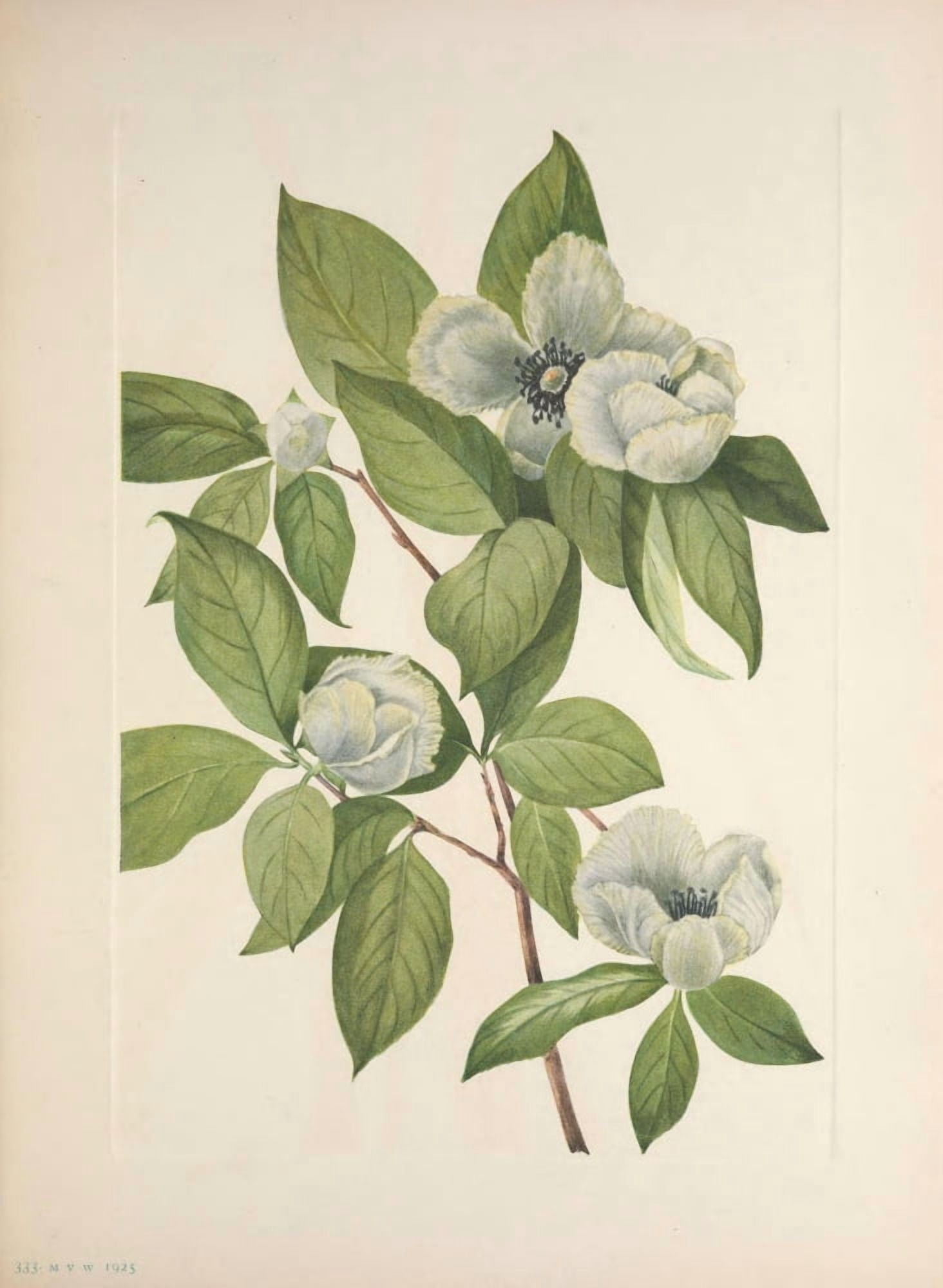 N American Wild Flowers 1925 Virginia Stewartia Canvas Art - Mary V Walcott (18 x 24)