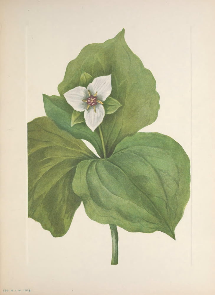 N American Wild Flowers 1925 Wax Trillium Canvas Art - Mary V Walcott (18 x 24)