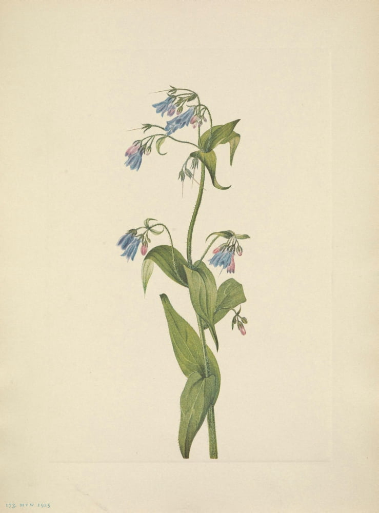 N American Wild Flowers 1925 Western Bluebells Canvas Art - Mary V Walcott (18 x 24)
