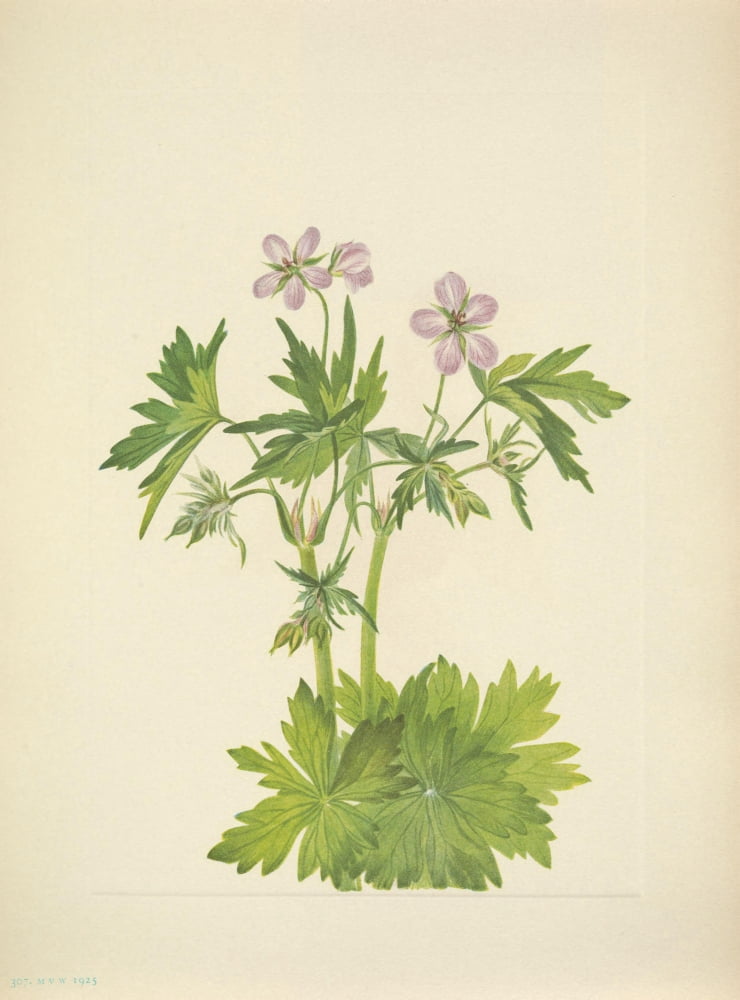 N American Wild Flowers 1925 Western Cranesbill Canvas Art - Mary V Walcott (24 x 36)