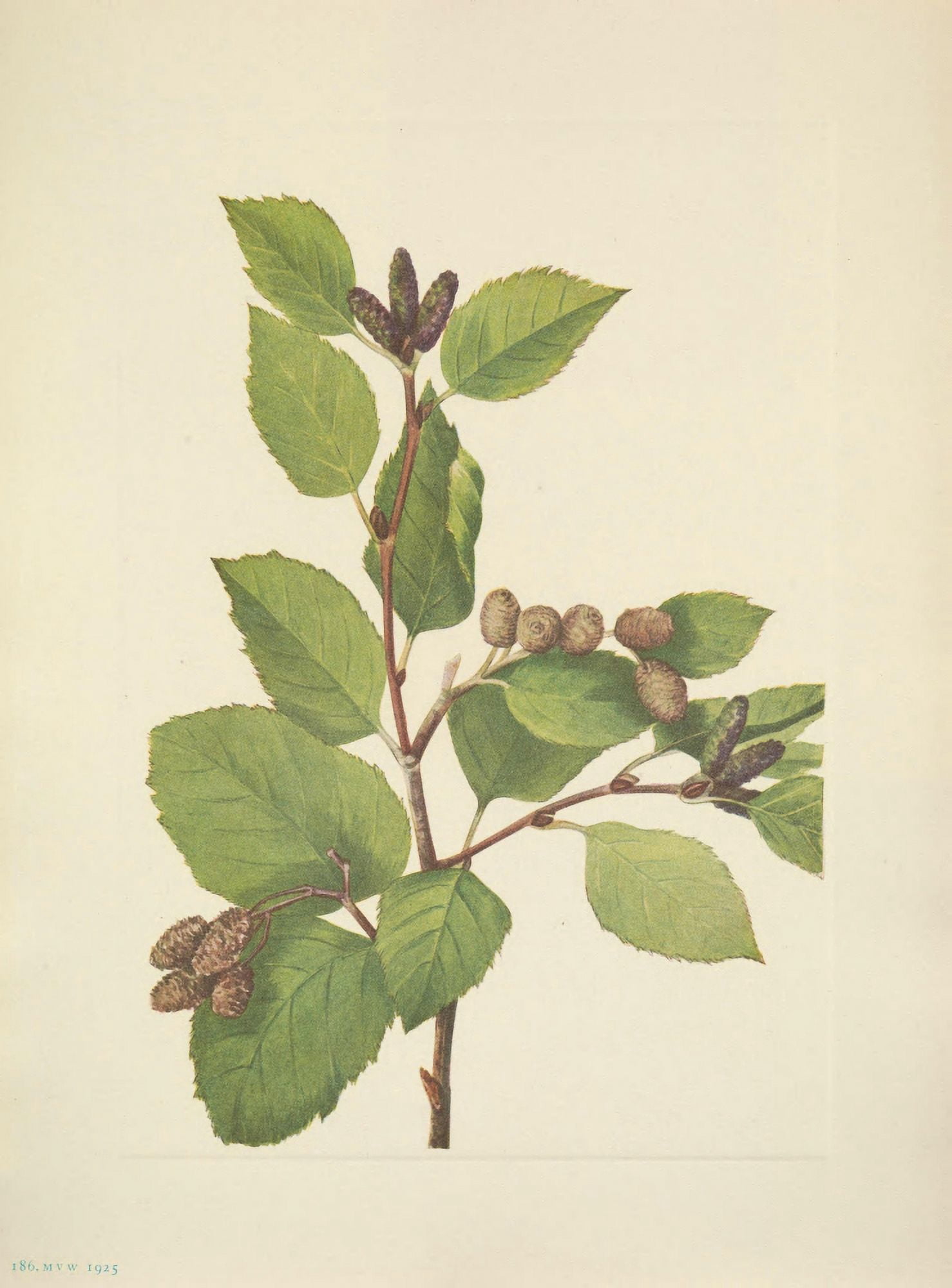 N American Wild Flowers 1925 Western Green Alder Canvas Art - Mary V Walcott (18 x 24)