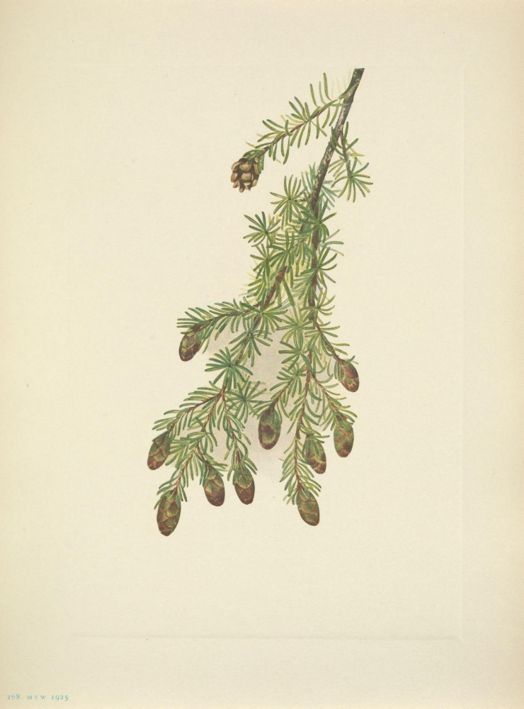 N American Wild Flowers 1925 Western Hemlock Canvas Art - Mary V Walcott (18 x 24)