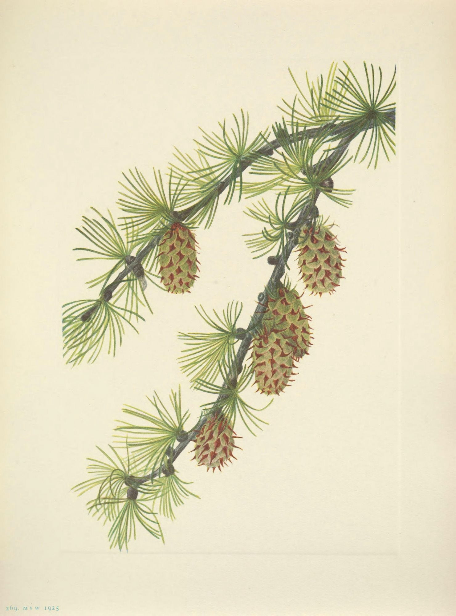 N American Wild Flowers 1925 Western Larch Canvas Art - Mary V Walcott (18 x 24)