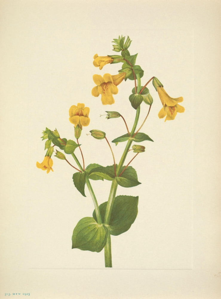 N American Wild Flowers 1925 Western Monkeyflower Canvas Art - Mary V Walcott (24 x 36)