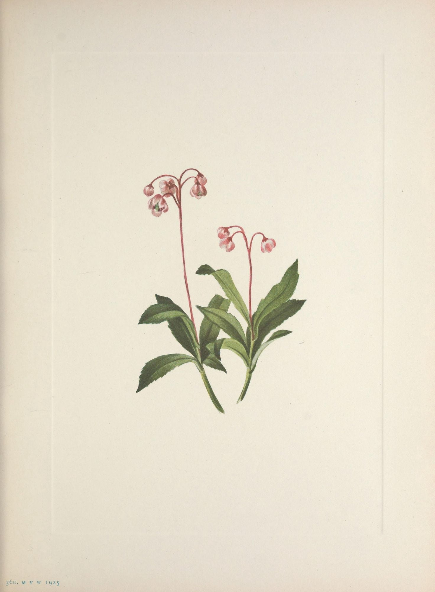 N American Wild Flowers 1925 Western Pipsissewa Canvas Art - Mary V Walcott (18 x 24)