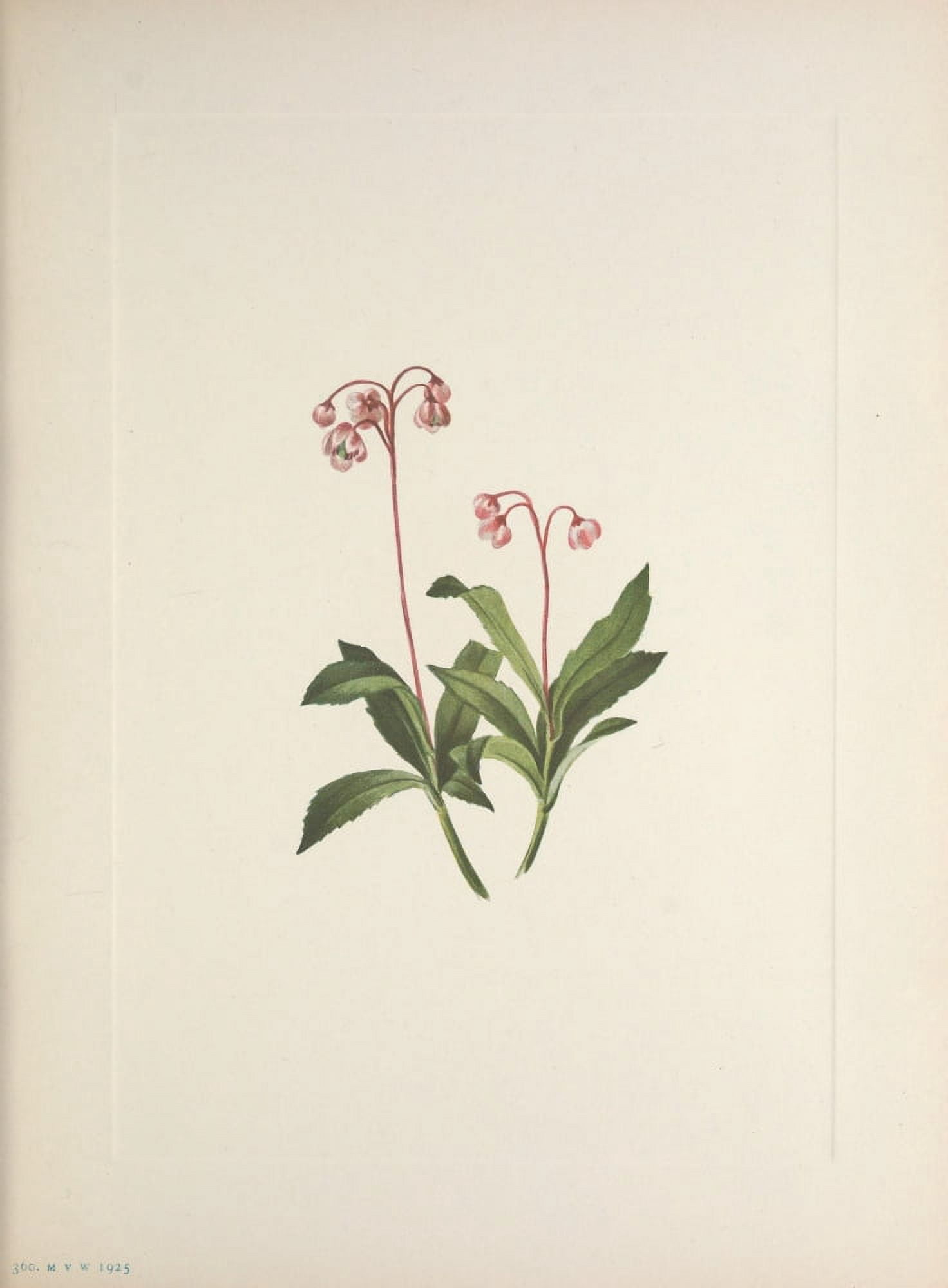 N American Wild Flowers 1925 Western Pipsissewa Canvas Art - Mary V Walcott (24 x 36)