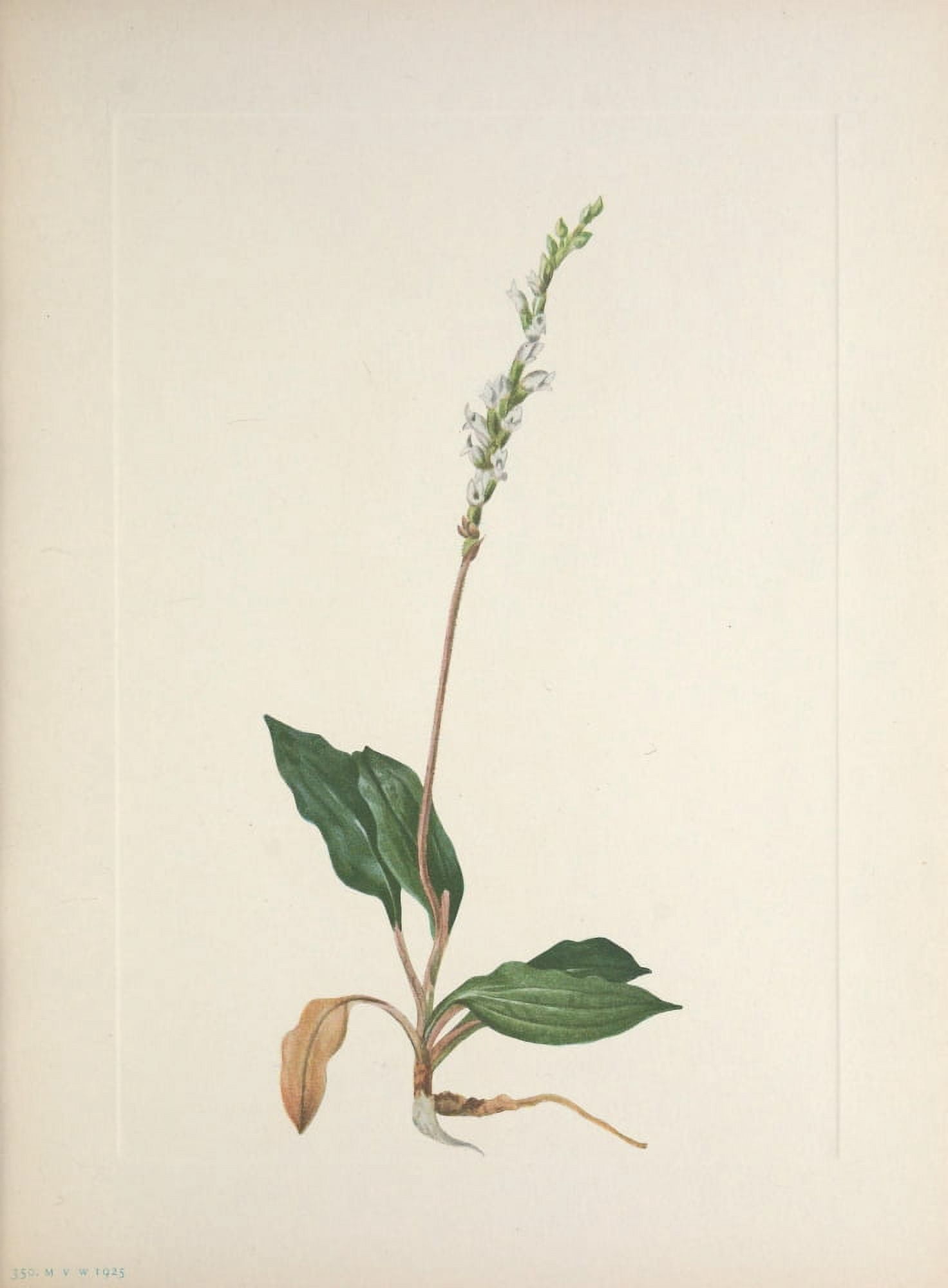 N American Wild Flowers 1925 Western Rattlesnakeplantain Canvas Art - Mary V Walcott (24 x 36)