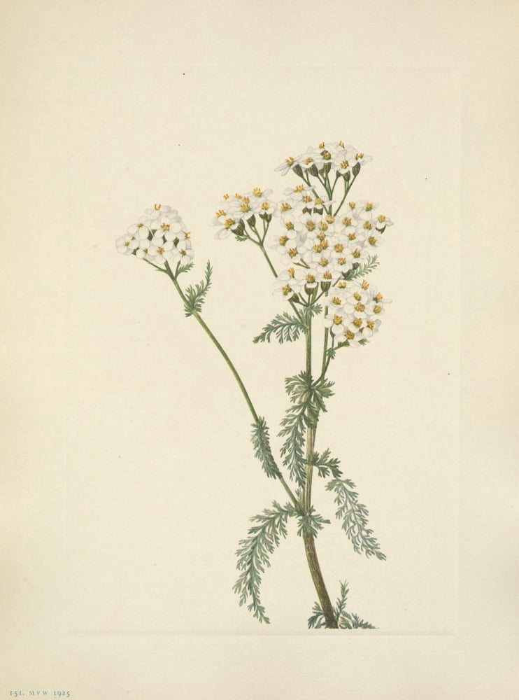 N American Wild Flowers 1925 Western Yarrow Canvas Art - Mary V Walcott (24 x 36)