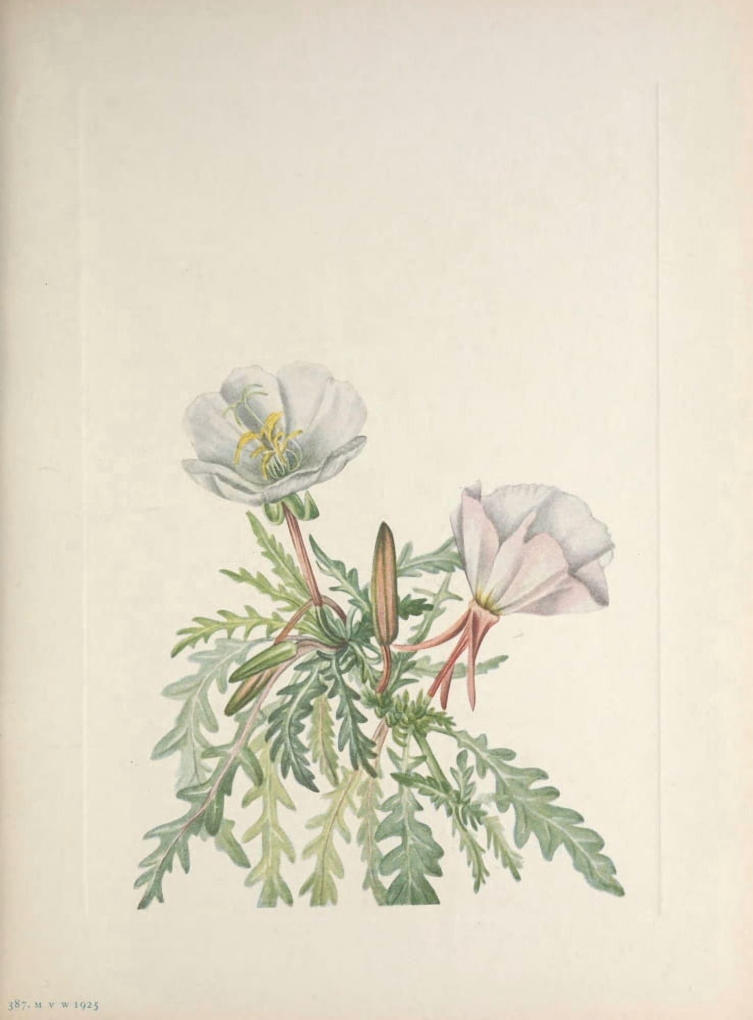N American Wild Flowers 1925 White Dawnrose Canvas Art - Mary V Walcott (18 x 24)