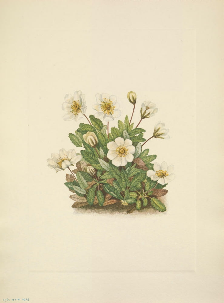 N American Wild Flowers 1925 White Dryad Flower Canvas Art - Mary V Walcott (18 x 24)