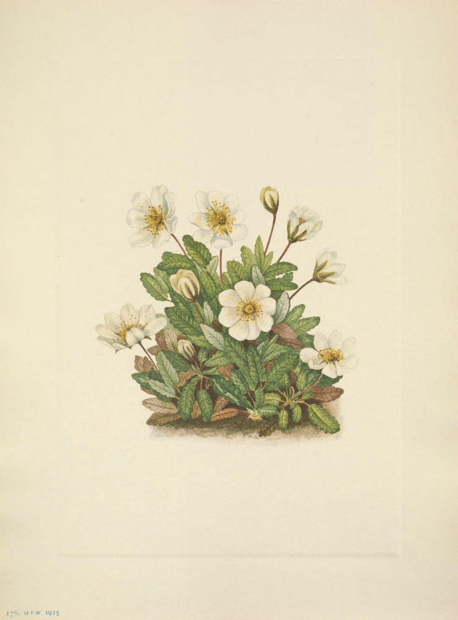 N American Wild Flowers 1925 White Dryad Flower Canvas Art - Mary V Walcott (24 x 36)