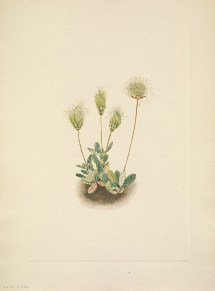 N American Wild Flowers 1925 White Dryad Fruit Canvas Art - Mary V Walcott (18 x 24)
