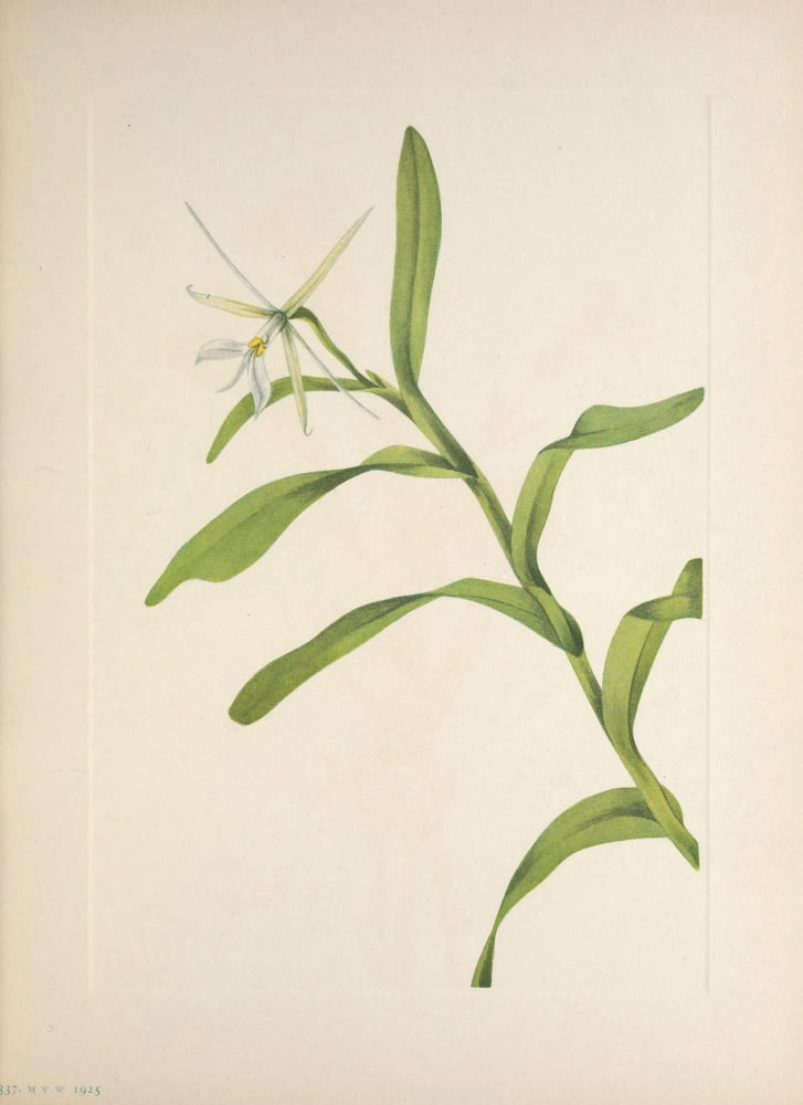 N American Wild Flowers 1925 White Epidendrum Canvas Art - Mary V Walcott (18 x 24)