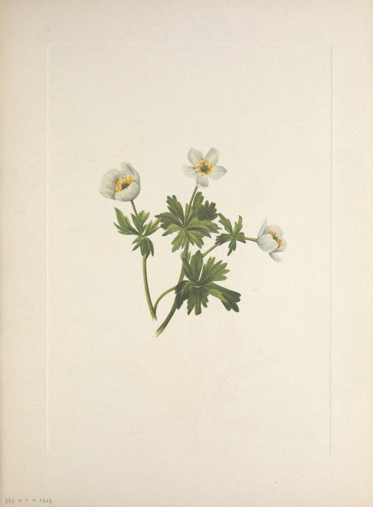 N American Wild Flowers 1925 White Globe-flower Canvas Art - Mary V Walcott (18 x 24)