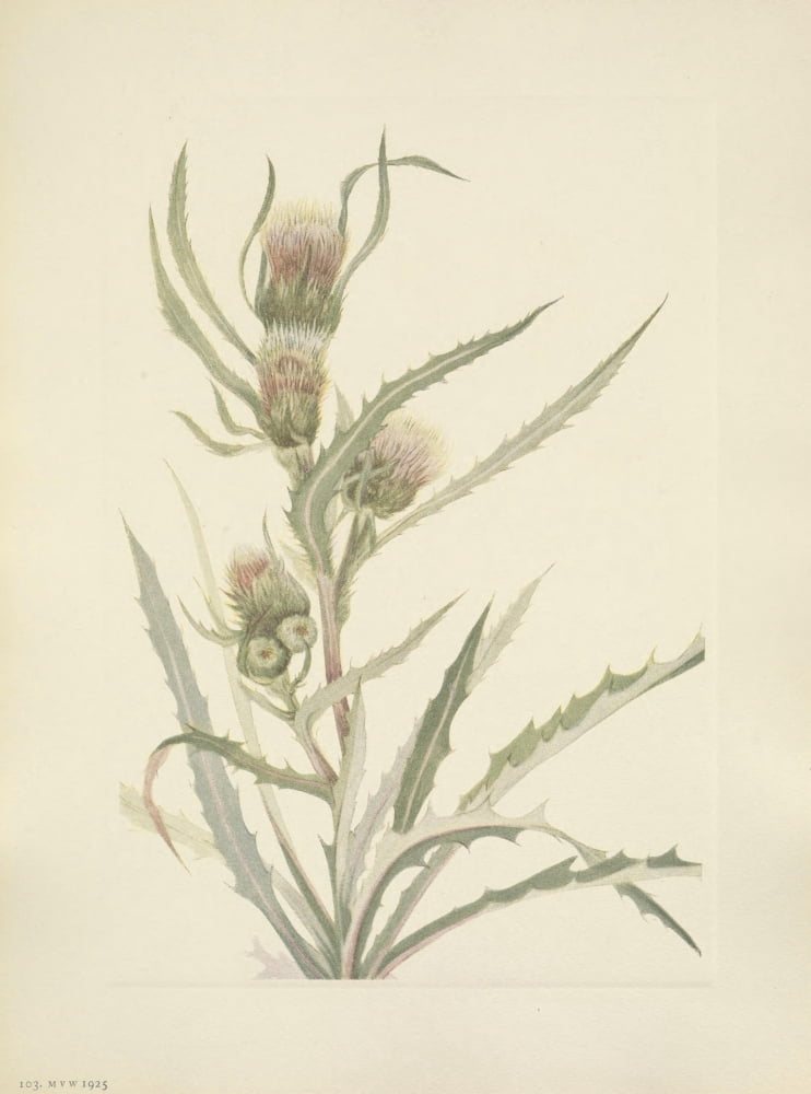 N American Wild Flowers 1925 White Thistle Canvas Art - Mary V Walcott (18 x 24)