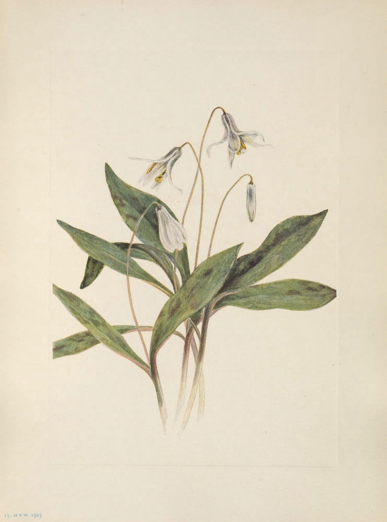 N American Wild Flowers 1925 White Troutlily Canvas Art - Mary V Walcott (24 x 36)