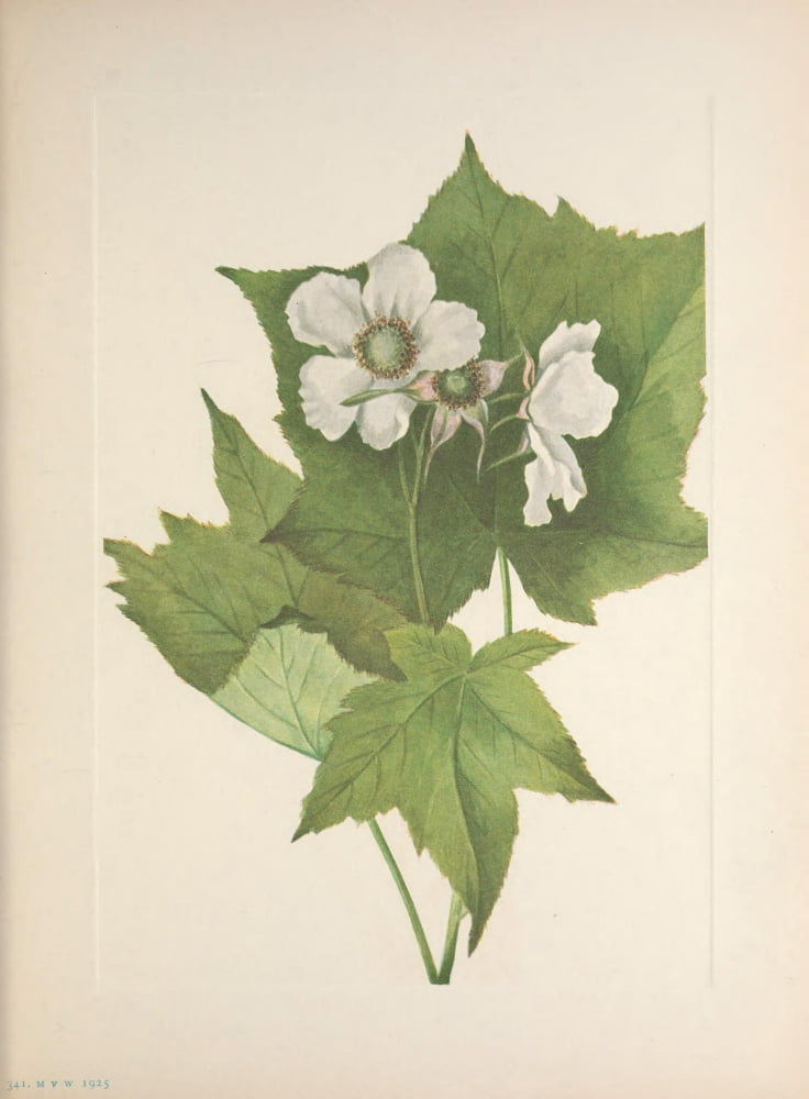 N American Wild Flowers 1925 White-flowering Raspberry Canvas Art - Mary V Walcott (18 x 24)