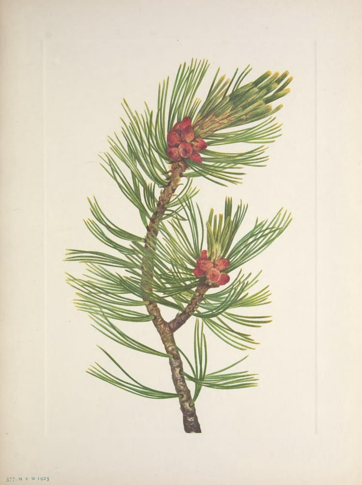 N American Wild Flowers 1925 Whitebark Pine Canvas Art - Mary V Walcott (18 x 24)