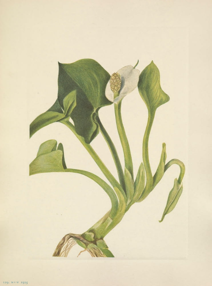 N American Wild Flowers 1925 Wild Calla Canvas Art - Mary V Walcott (24 x 36)