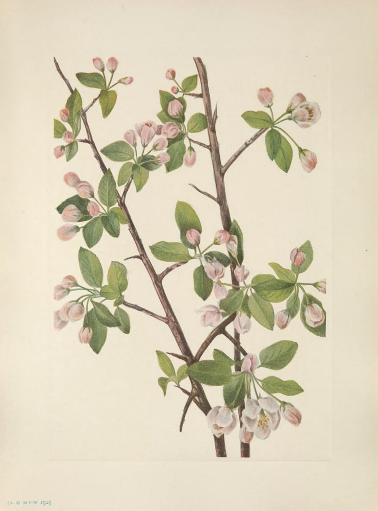 N American Wild Flowers 1925 Wild Sweet Crab Canvas Art - Mary V Walcott (18 x 24)