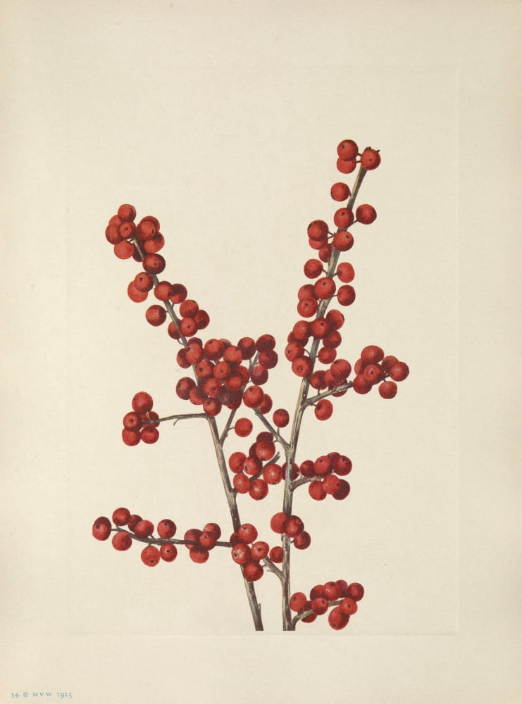 N American Wild Flowers 1925 Winterberry Canvas Art - Mary V Walcott (18 x 24)