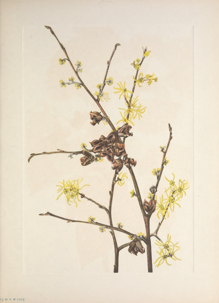 N American Wild Flowers 1925 Witch Hazel Canvas Art - Mary V Walcott (24 x 36)