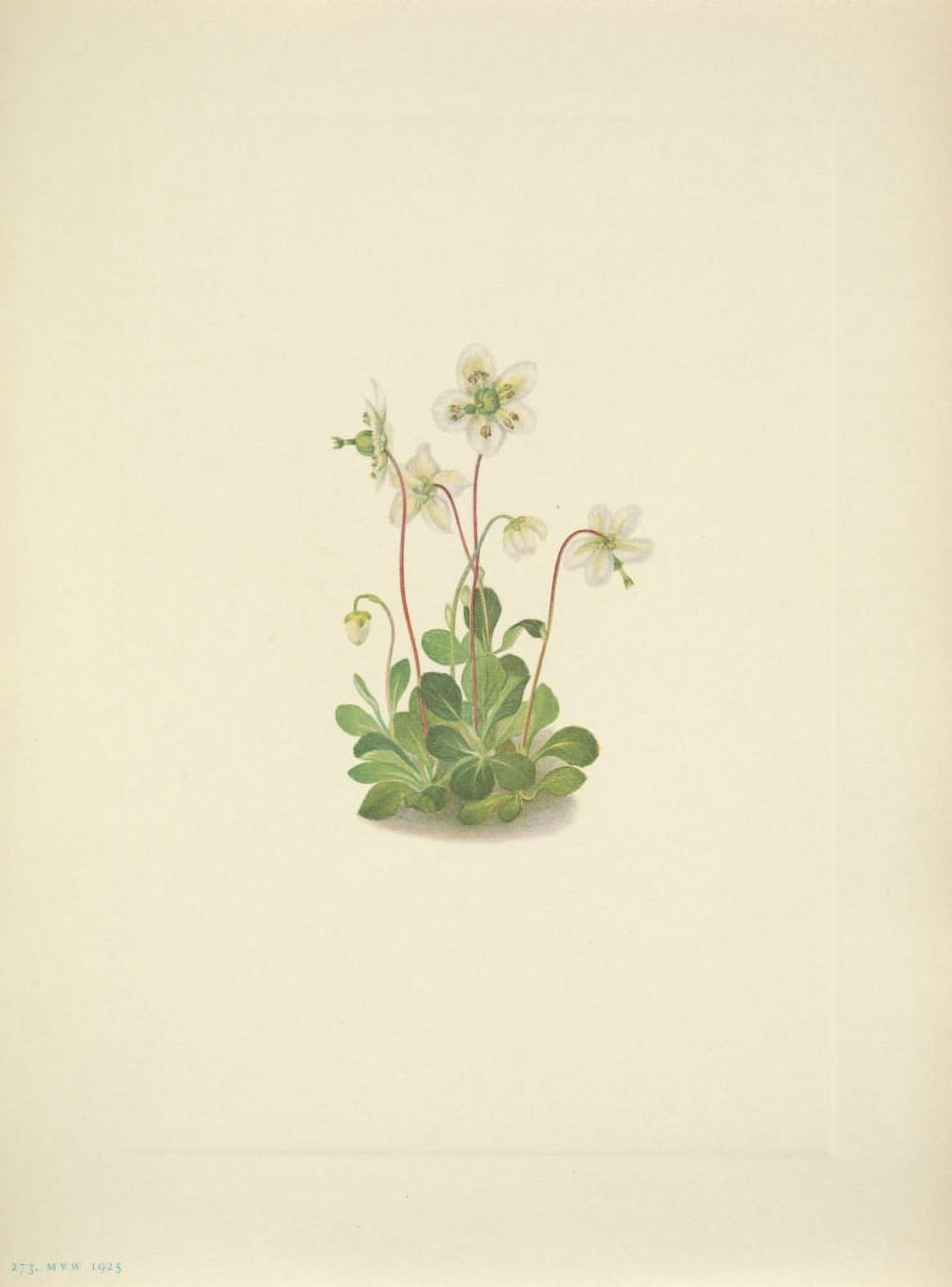 N American Wild Flowers 1925 Woodnymph Canvas Art - Mary V Walcott (18 x 24)