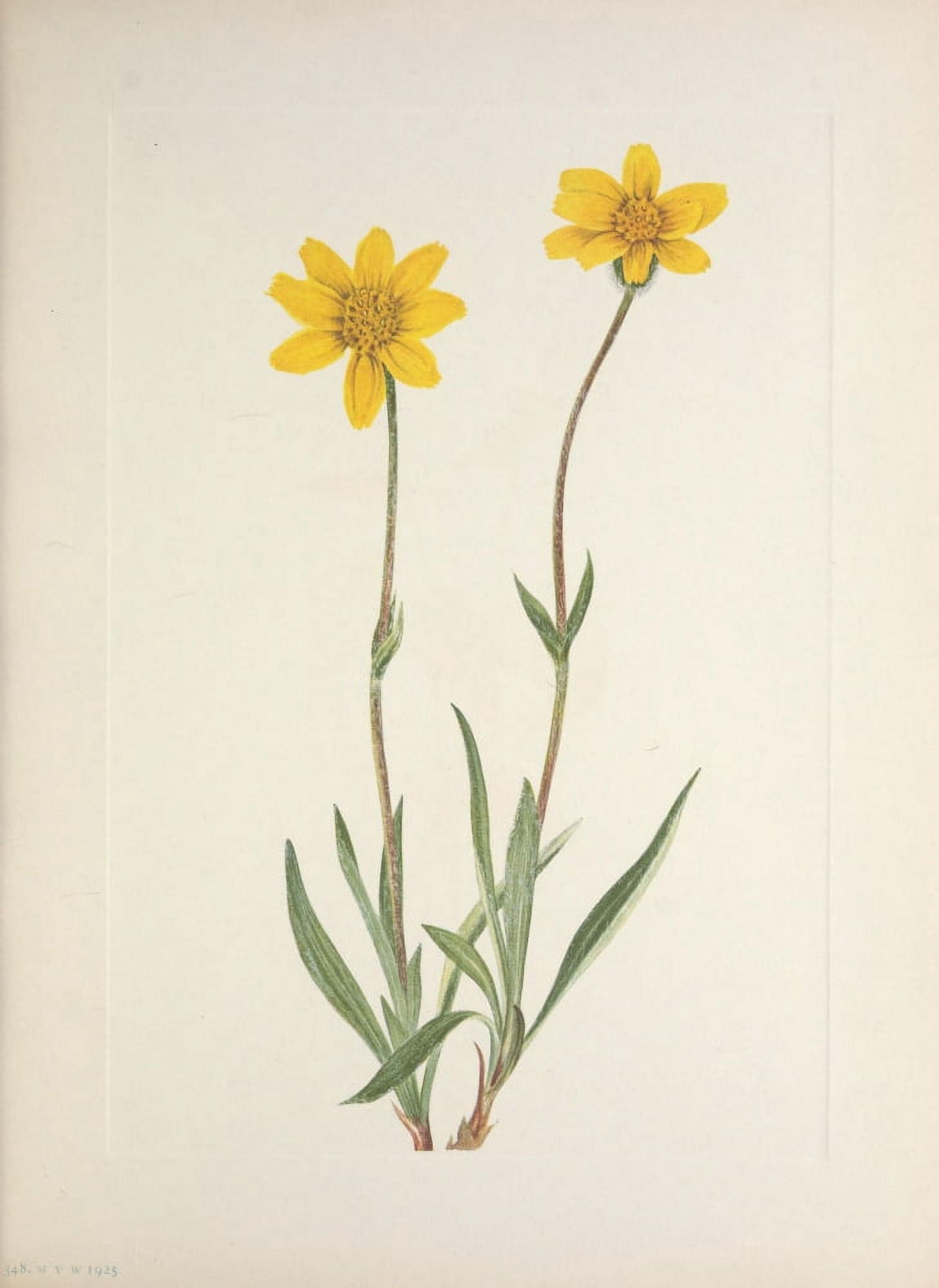 N American Wild Flowers 1925 Woolly Arnica Canvas Art - Mary V Walcott (18 x 24)