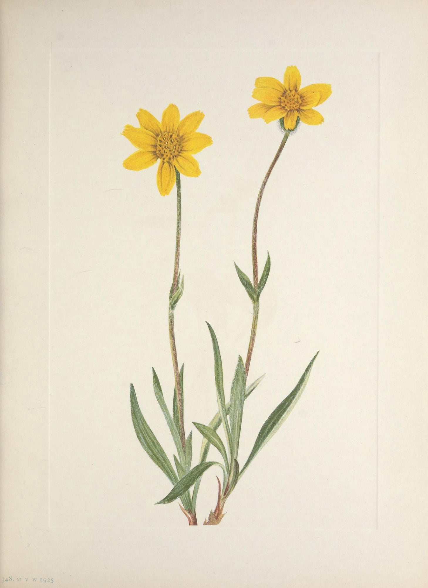 N American Wild Flowers 1925 Woolly Arnica Canvas Art - Mary V Walcott (24 x 36)