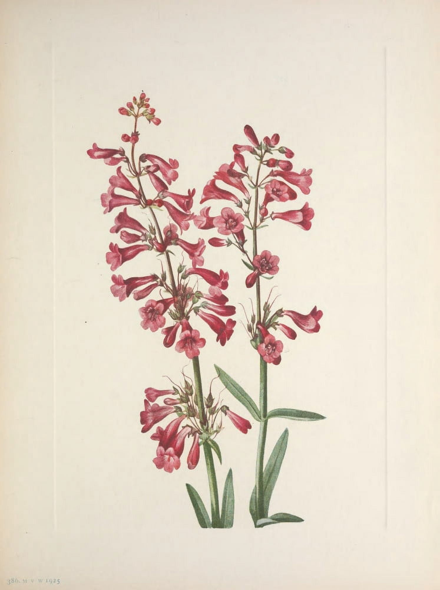N American Wild Flowers 1925 Wright Pentstemon Canvas Art - Mary V Walcott (24 x 36)