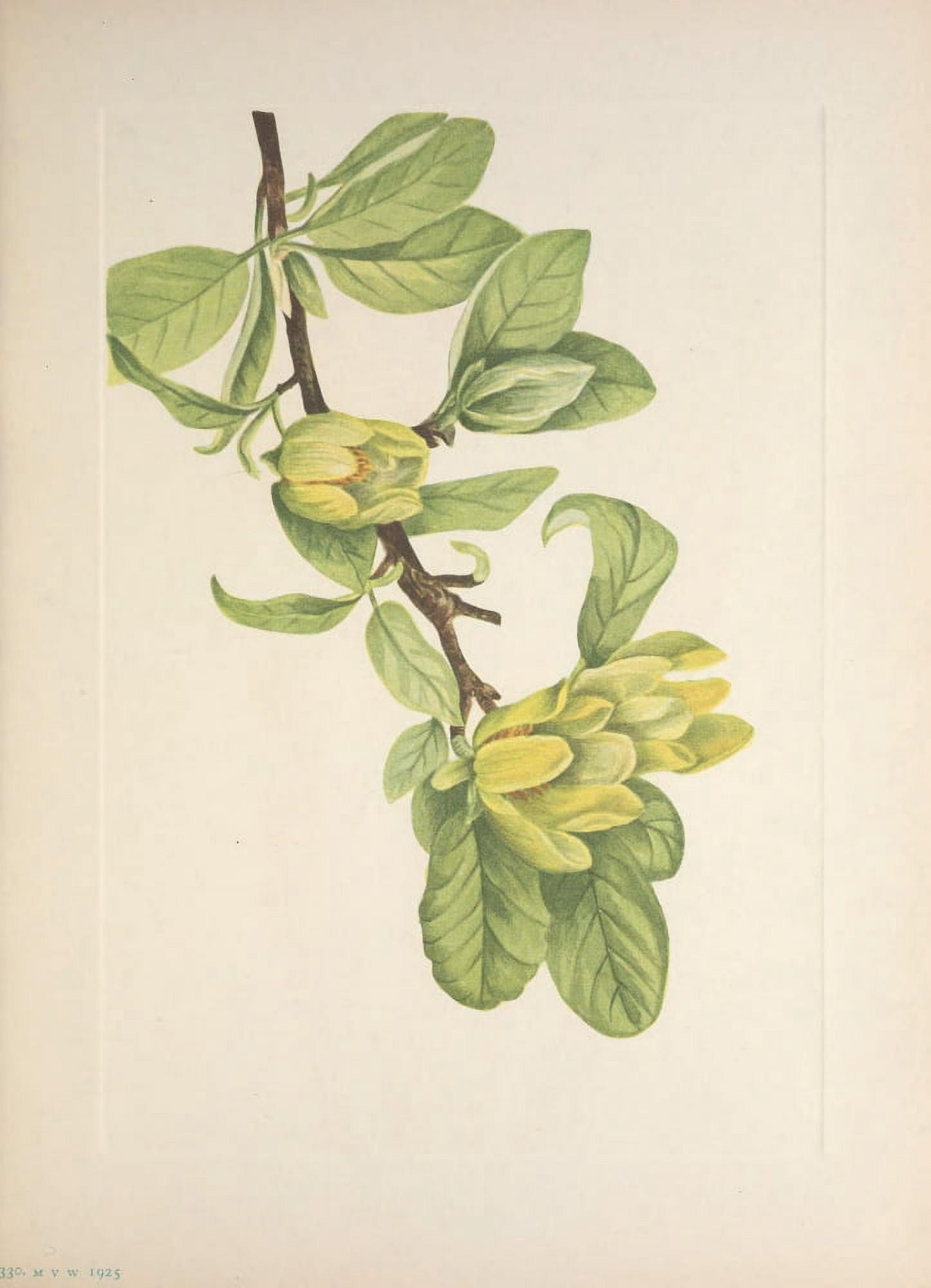 N American Wild Flowers 1925 Yellow Cucumbertree Canvas Art - Mary V Walcott (18 x 24)
