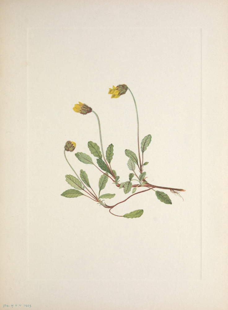 N American Wild Flowers 1925 Yellow Dryad Canvas Art - Mary V Walcott (18 x 24)