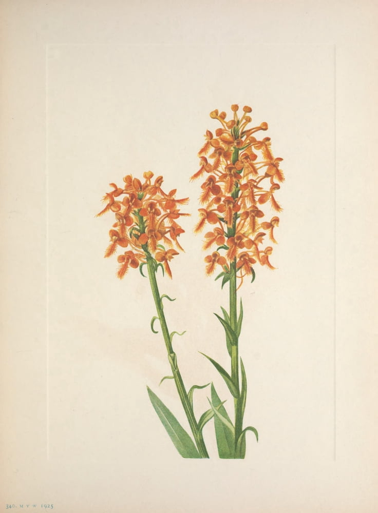 N American Wild Flowers 1925 Yellow Fringeorchid Canvas Art - Mary V Walcott (18 x 24)